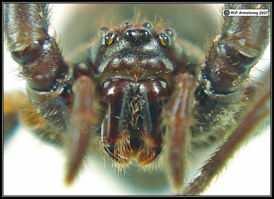 Black Widow Spider - Latrodectus mactans - Nervous System