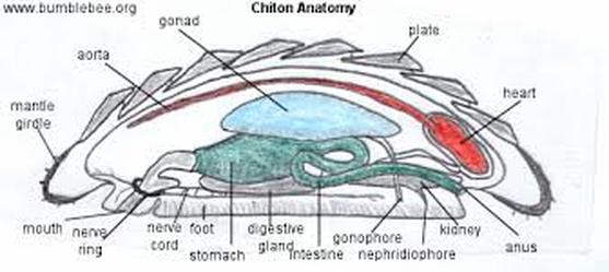 Chiton -Chiton magnificus - Nervous System