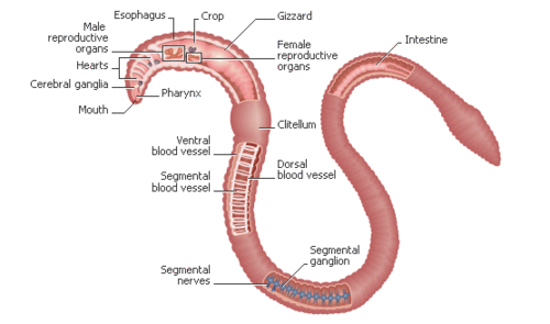 earthworm-lumbricus-terrestris-nervous-system