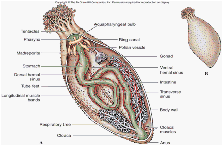 sea cucumber anatomy